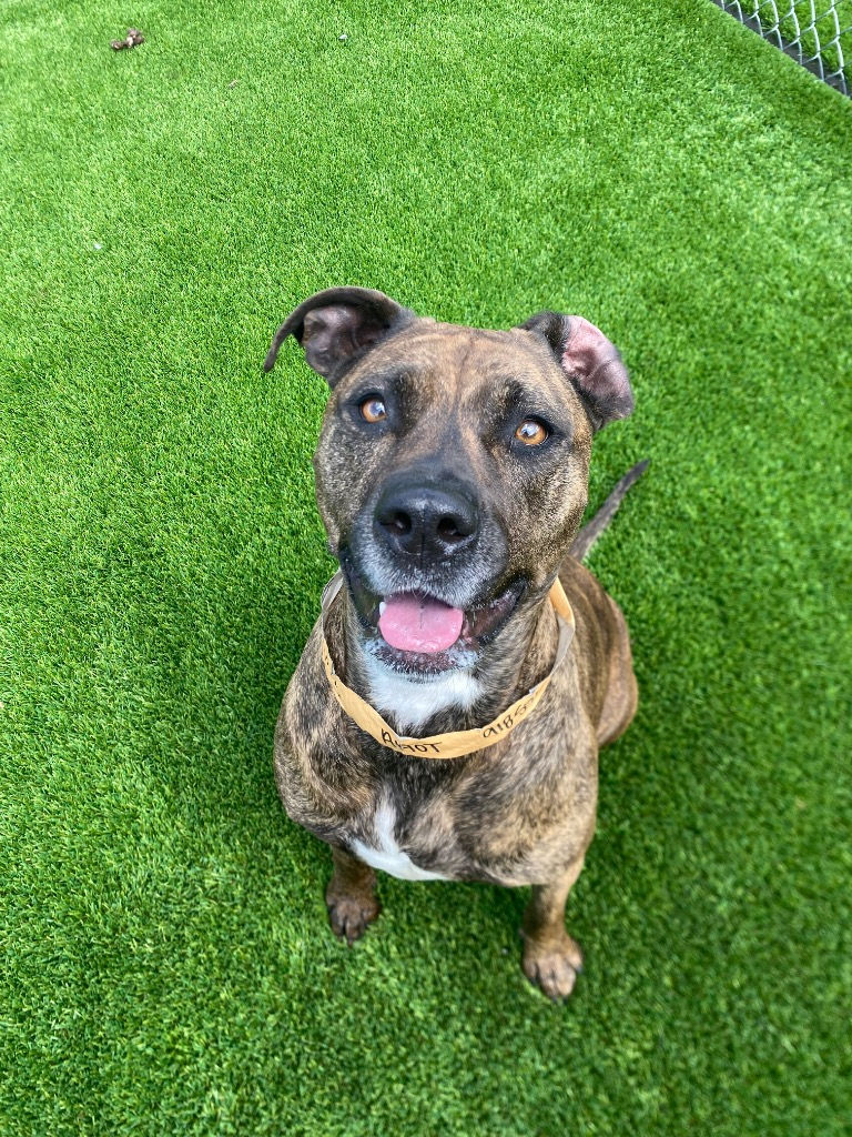 Penny (female, 4 years)