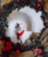 Veronica (female, 1 year)