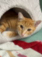 Carrot (male, 1 year)