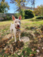 Trixie (female, 2 years)