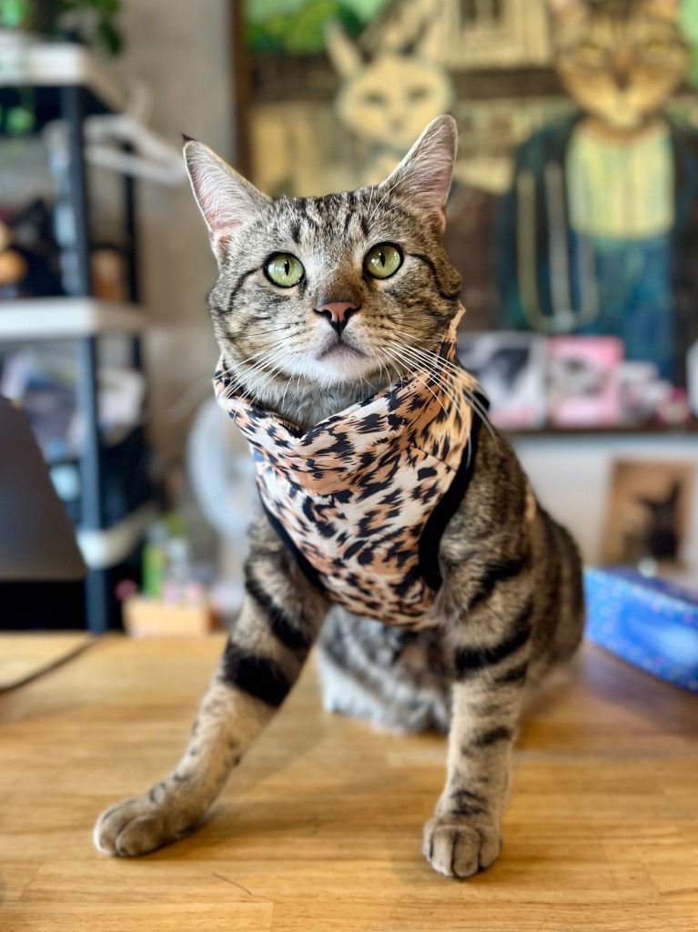 Oscar (male, 2 years)