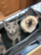 Cyrus + Clyde (males, 17 weeks)