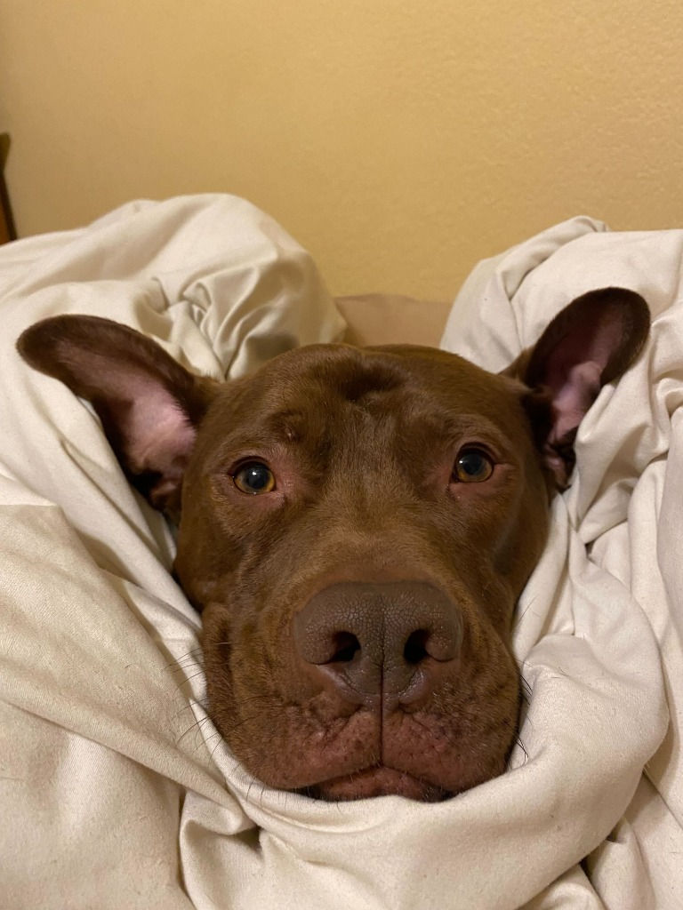 Bubba (male, 7 years)