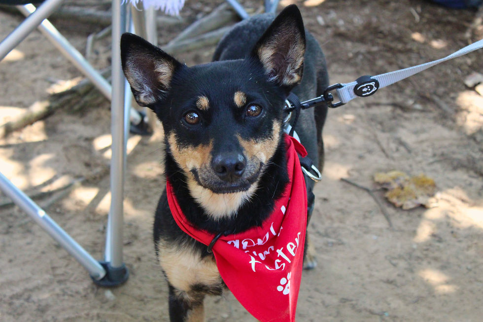 Cookie (female, 1 year)