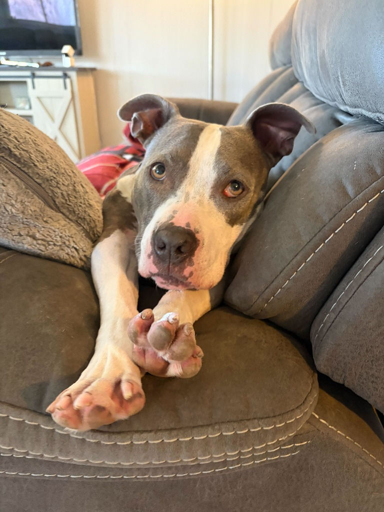 Stevie (female, 4 years)