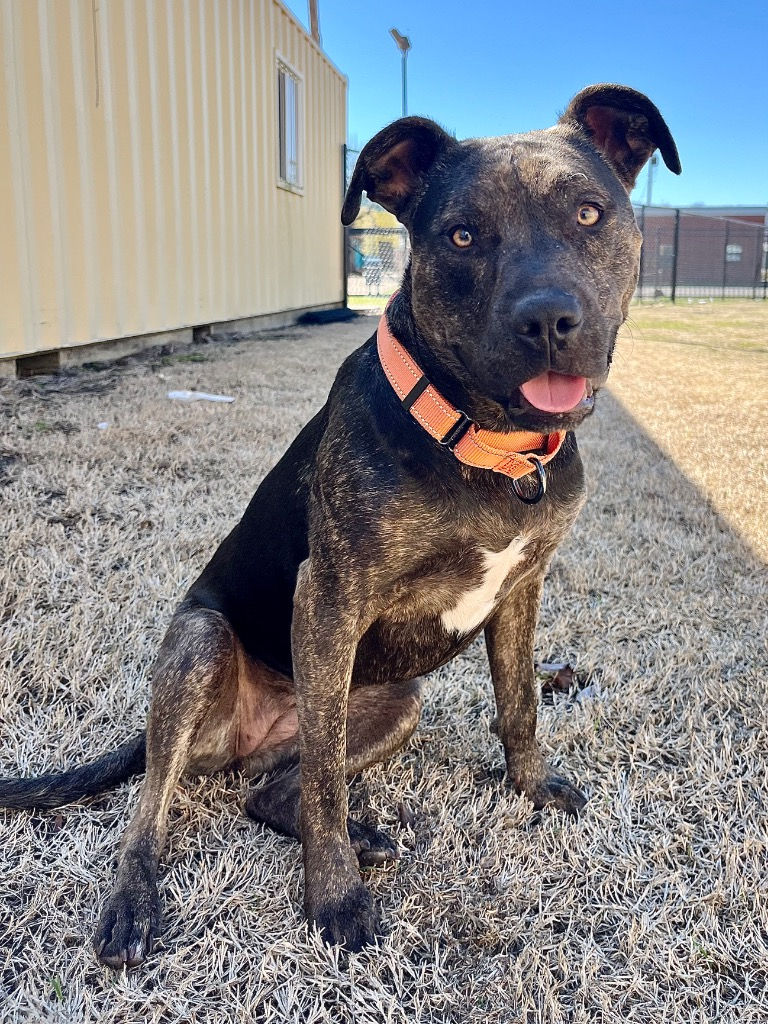 Willow (female, 1 year)