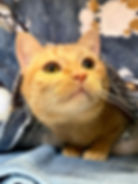 Dahlia (female, 1 year)