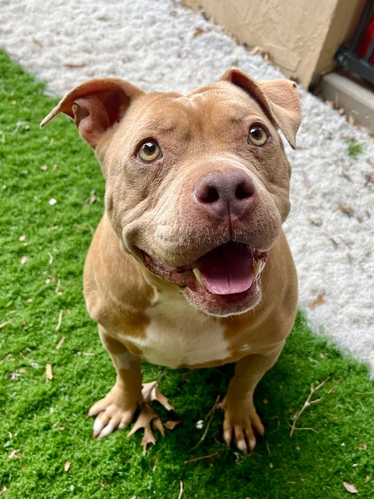 Honey (female, 3 years)