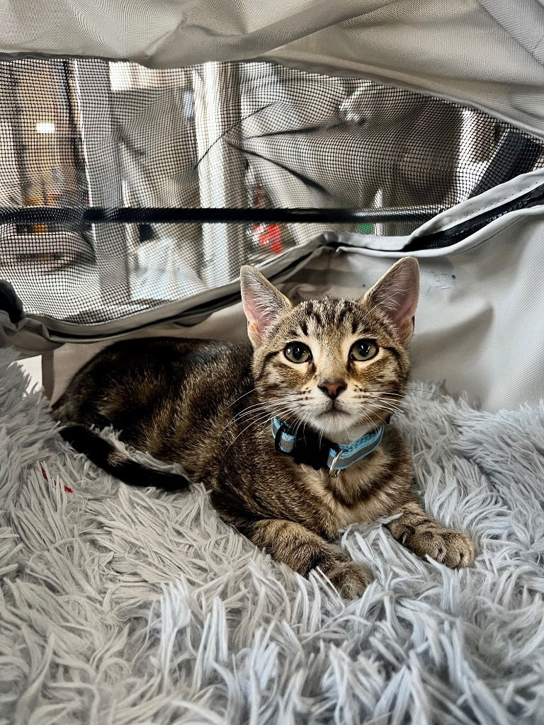 Hamilton (male, 4 months)