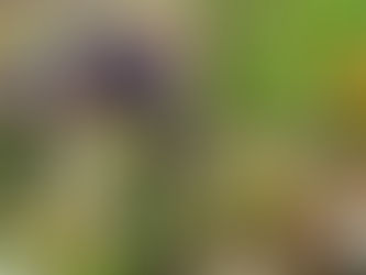 Plantation d'une haie mellifère - 11 avril 2026