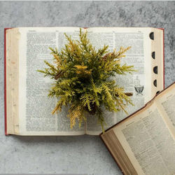 525992682_1654343141923502_1607111891064630393_n