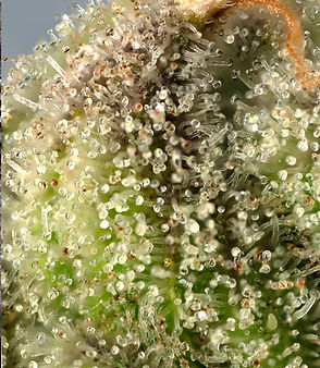ambir trichs.jpg