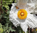 Image of white Matilija poppy with honey bee taken at the Drought Tolerant Garden