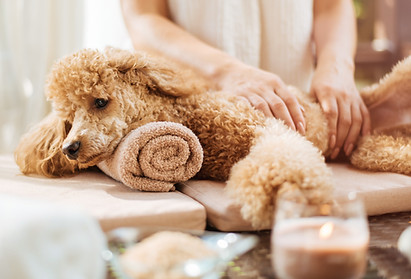 Woman giving body massage to a dog. Spa still life with aromatic candles, flowers and to