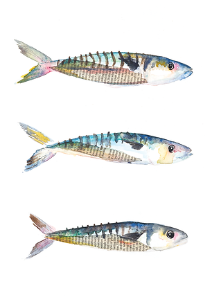 watercolour-mackerel-illustration-sarah-