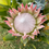 Thumbnail: King Protea (Protea cynaroides)