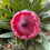 Thumbnail: Wholesale Proteas Red Ice