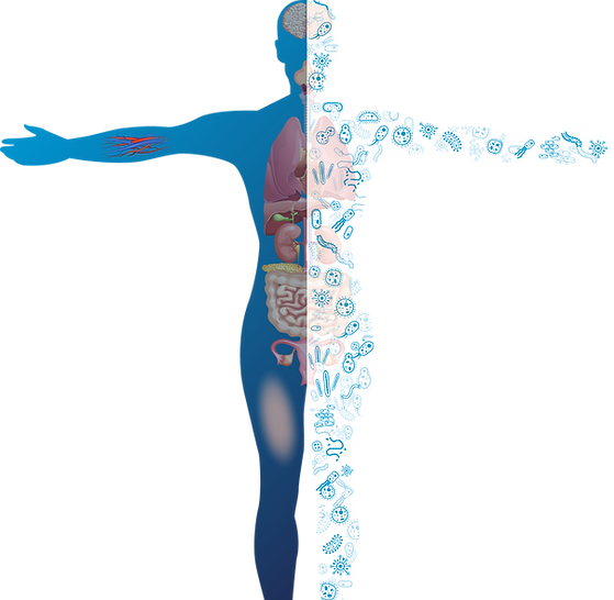 corpo e órgãos v3.1.png