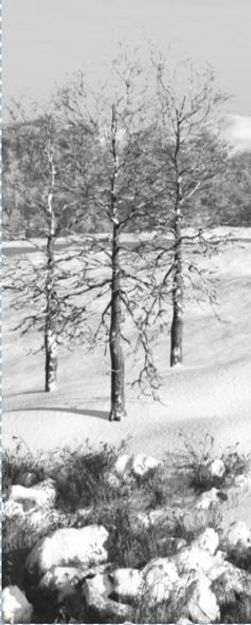 Trees in snow.JPG