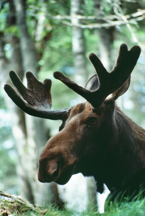 2022 Moose Race