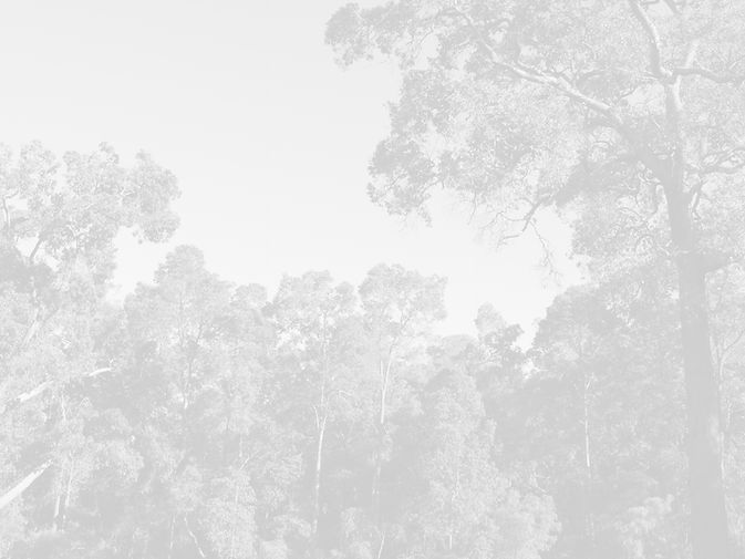 trees and sky in grey diluted colours