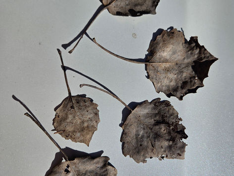 Tag des Baumes - Die Zitterpappel