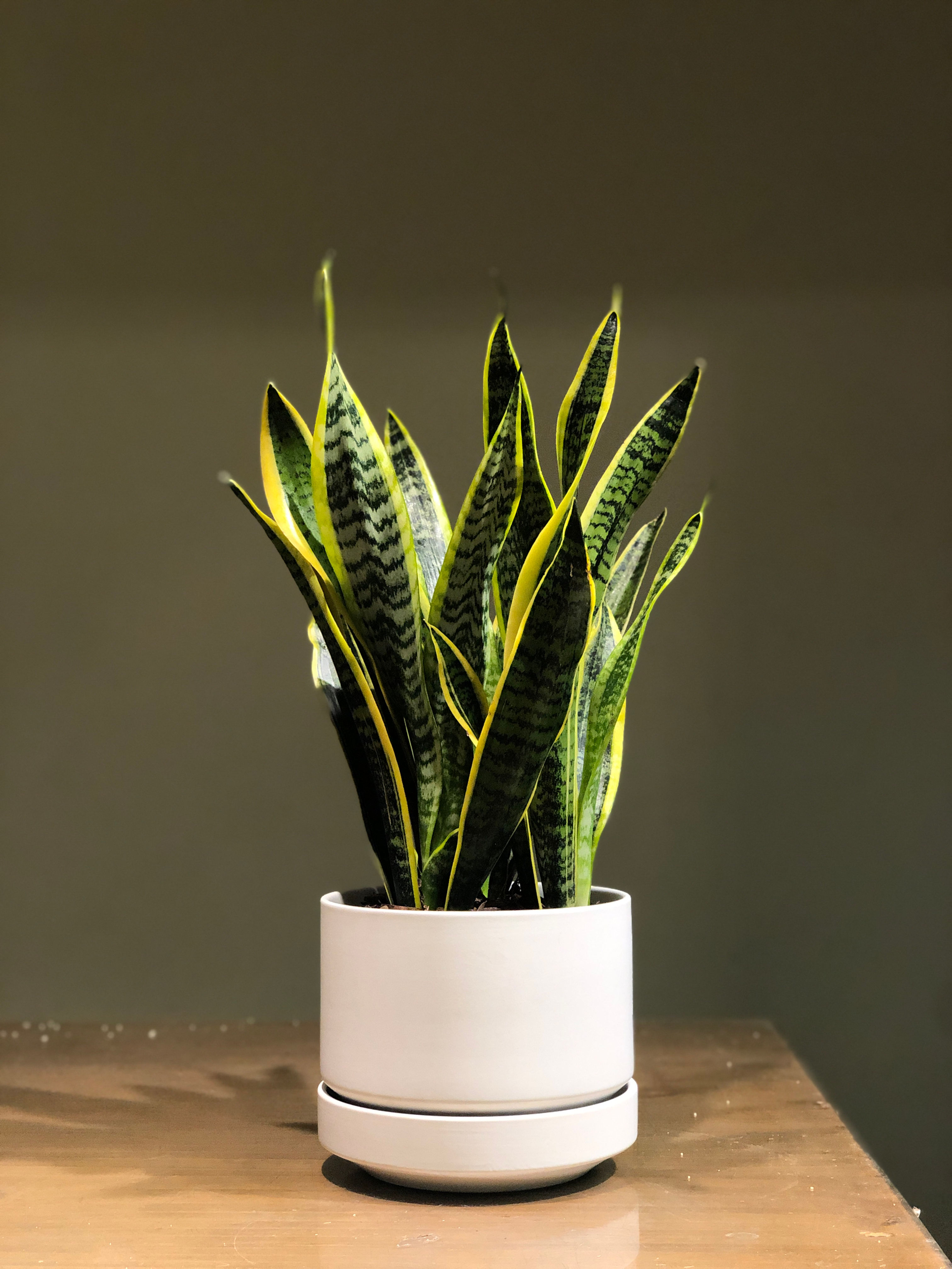Snake Plant 6"