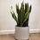 Thumbnail: Snake Plant 10"