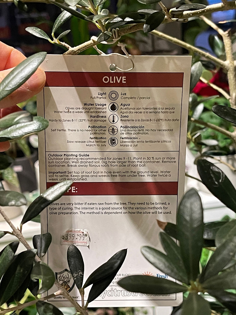Thumbnail: Olive Tree
