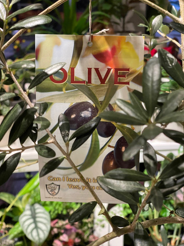 Olive Tree | Soho Flower & Garden