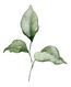 sprouting plant with 3 leaves