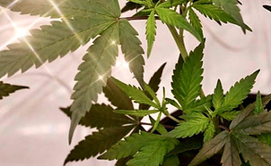 Queen of Bud Hand Trimmed Cannabis Leaves