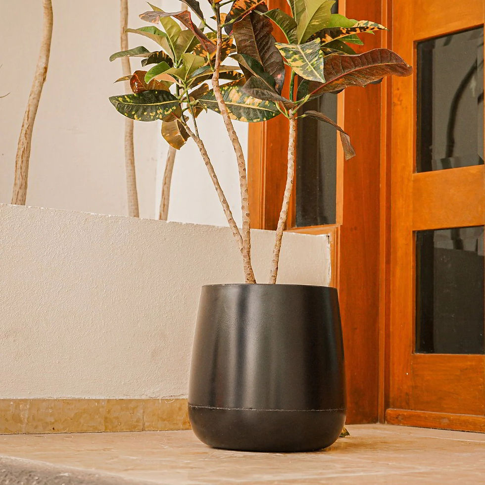 Miniatura: Camelia 30