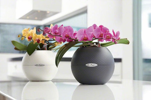 Miniatura: Maceta Puro Color 20