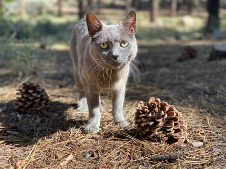 Mammoth Lakes, California