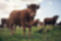 iStock-1303666715.jpg