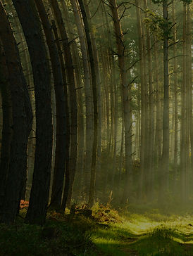 trees-a.jpg