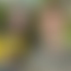 Josh Peck Releases New Book "Happy People Are Annoying"