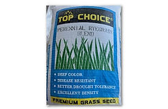 Rygrass
