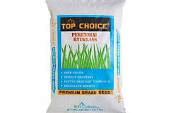 winter rye grass seed.jpg