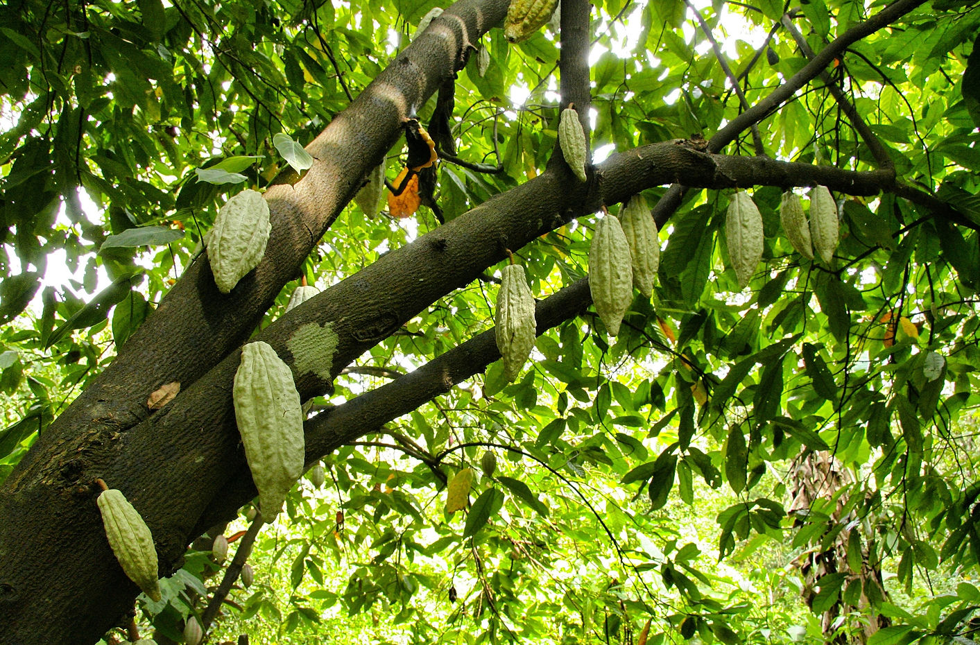 low-angle-shot-cocoa-tree-with-blooming-cocoa-beans-it.jpg