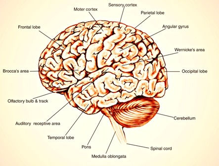 Alzheimer cukrzycą typu 3?