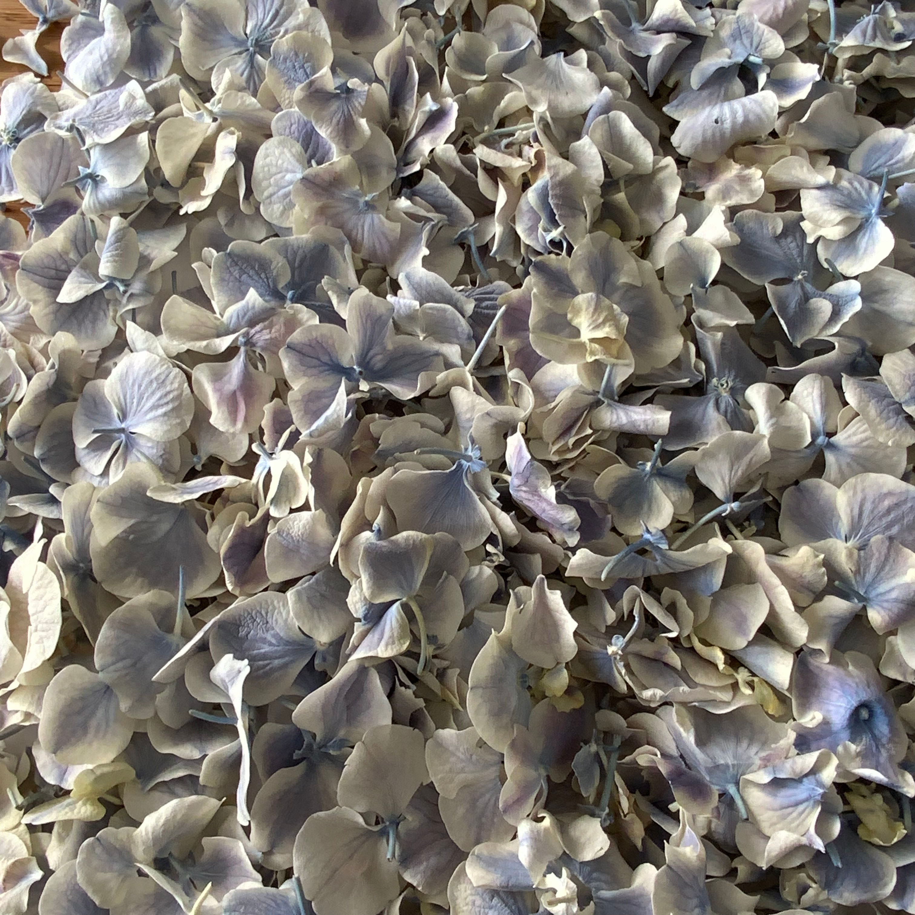 Iris Dream Hydrangea Petals