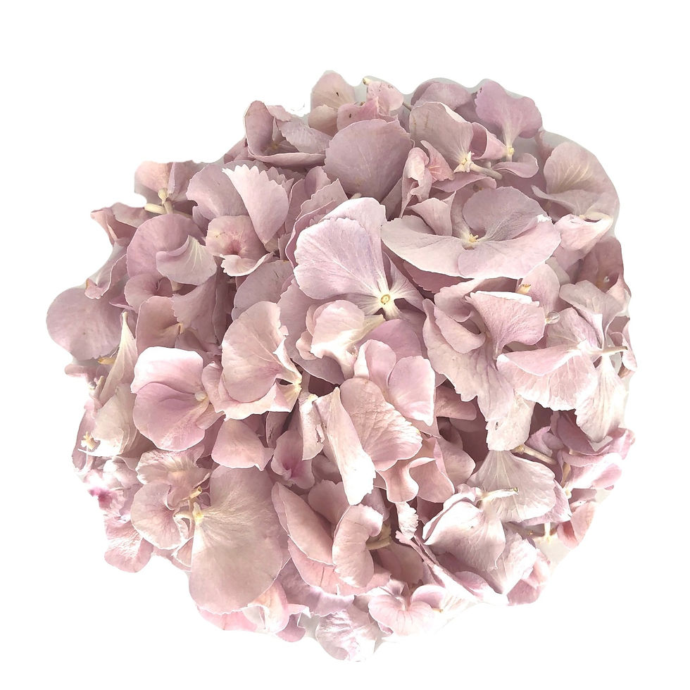 Lilac Hydrangea Petals