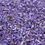 Thumbnail: Periwinkle Delphinium Petals
