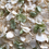 Thumbnail: A confetti mix of ivory rose petals sprinkled with green hydrangea petals