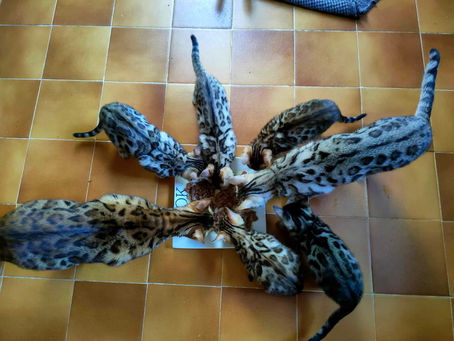 Pourquoi la taurine est essentielle pour les chats