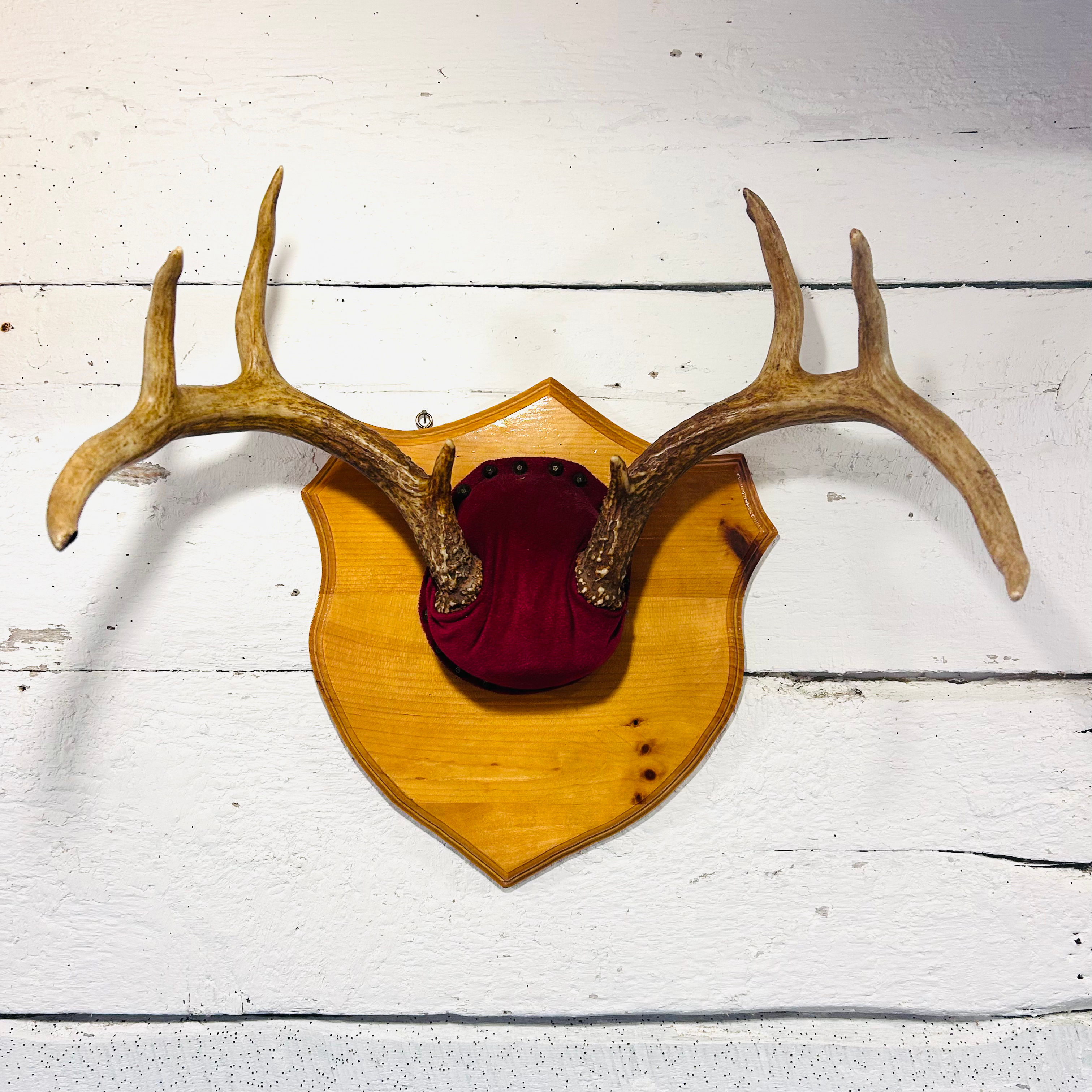 Vintage Nova Scotia Deer Antler Mount