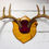 Thumbnail: Vintage Nova Scotia Deer Antler Mount