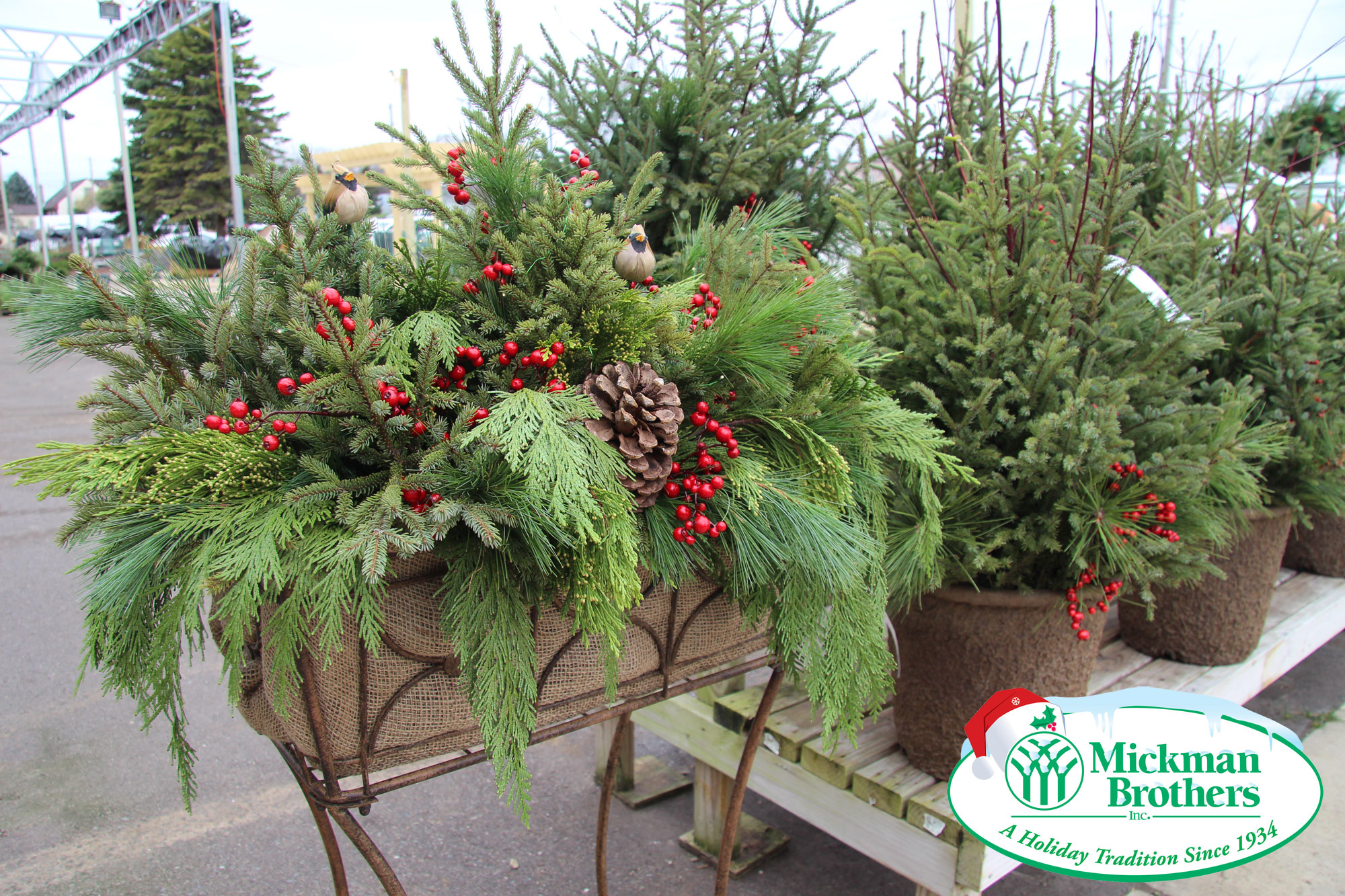 Decorating with Spruce Tops